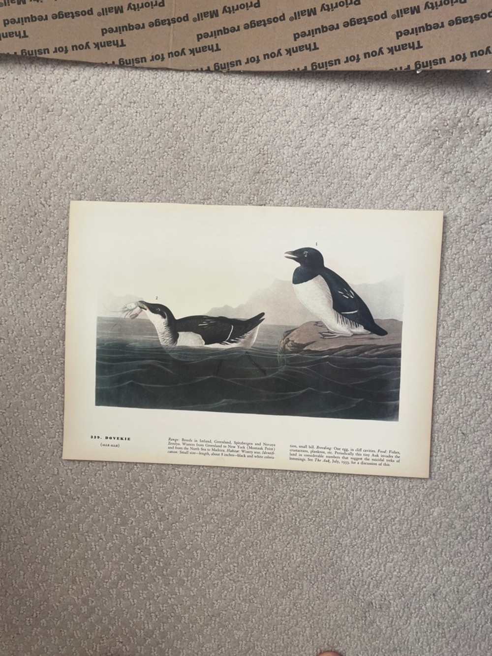 🖤5/$25 Vintage Dovekie Sea Bird Illustration - Black & White